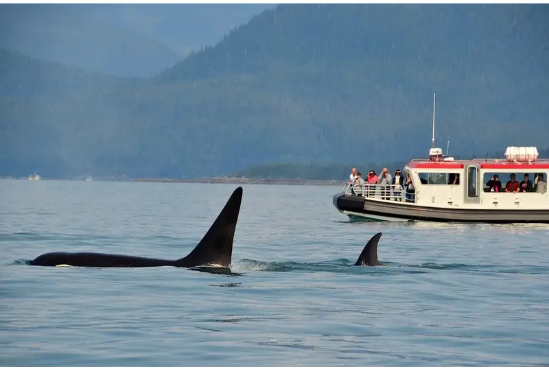 Best Time for Whale Watching Maui