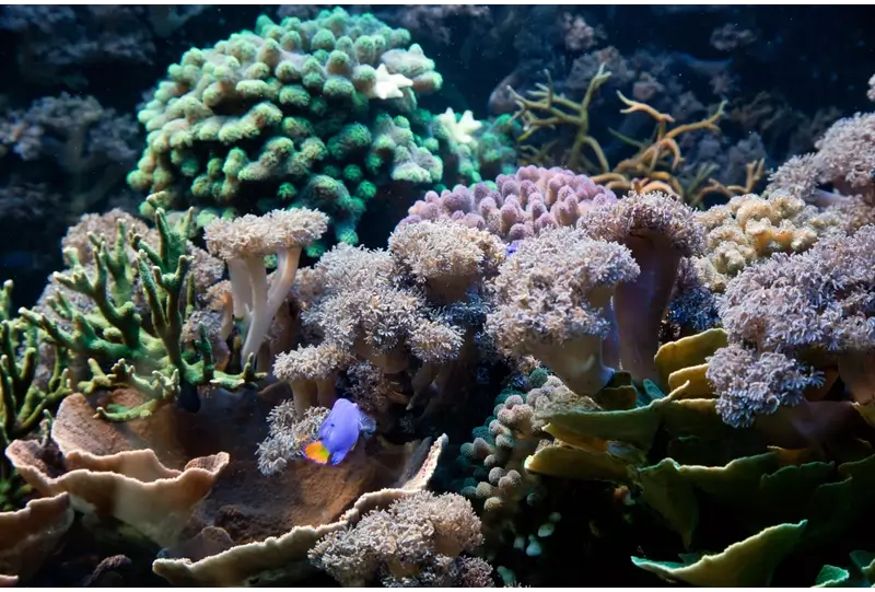 Best Things to Do in St Thomas on a Cruise: Coral World Ocean Park