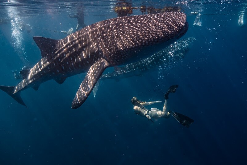 Best Time for Whale Watching Maui