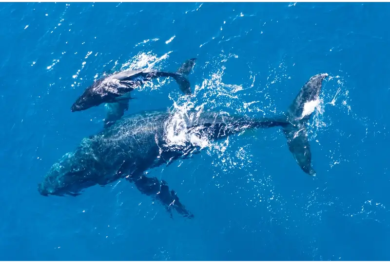 Best Time for Whale Watching Maui: Hampack Whale