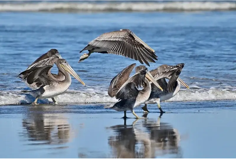 Hilton Head Island, wildlife