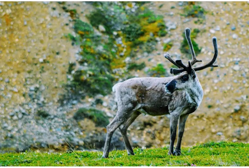 How to See Alaska Without a Cruise: Wildlife Viewing