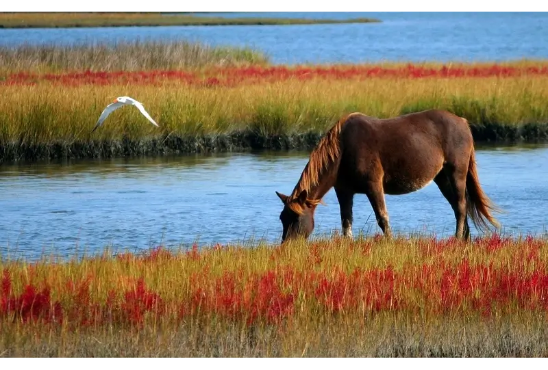 How to See Corolla Wild Horses for Free? Roam Freely