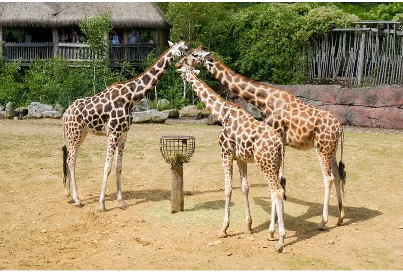Singapore Good Place to Visit: Singapore Zoo