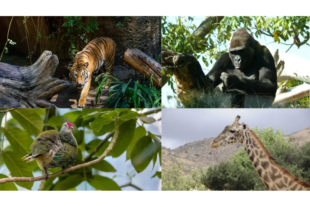 How to Spend a Day in San Diego: Explore San Diego Zoo